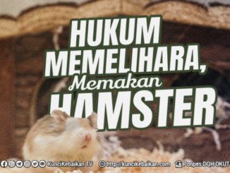 HUKUM MEMELIHARA, MEMAKAN HAMSTER