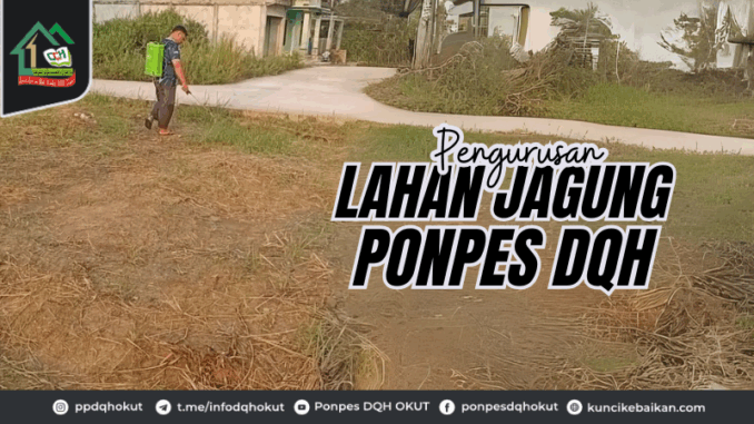 Pengurusan Lahan Jagung Ponpes DQH Pengurusan Lahan Jagung Ponpes DQH