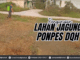 Pengurusan Lahan Jagung Ponpes DQH