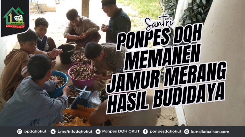 Santri Ponpes DQH Memanen Jamur Merang Hasil Budidaya